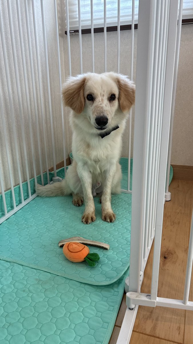 nico0v0's tweet photo. 先住犬との相性を見るために泊まりにきていただいた
よろしくね https://t.co/d6GvWjAaES