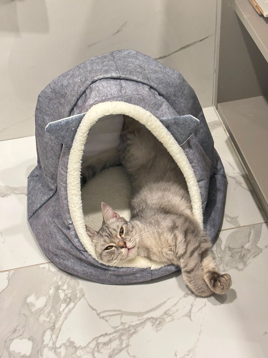 perhapsinyo's tweet photo. Yine ben yine kedi sahiplendirme….

British shortair kediyi sitede sokağa atmışlar. Sahibiyle kavga ettik sokağa attığı için ama yapacak bir şey yok. Bu yüzden kediyi sahiplendirmemiz gerek. ELDEN ELE YAYALIM DOSTLAR İSTANBUL İÇİ GETİRİRİZ KEDİYİ https://t.co/XaYgKexeq6