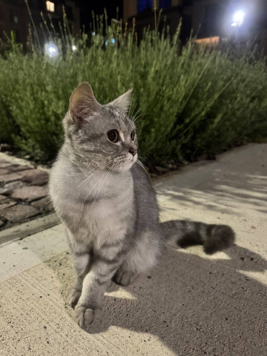 perhapsinyo's tweet photo. Yine ben yine kedi sahiplendirme….

British shortair kediyi sitede sokağa atmışlar. Sahibiyle kavga ettik sokağa attığı için ama yapacak bir şey yok. Bu yüzden kediyi sahiplendirmemiz gerek. ELDEN ELE YAYALIM DOSTLAR İSTANBUL İÇİ GETİRİRİZ KEDİYİ https://t.co/XaYgKexeq6