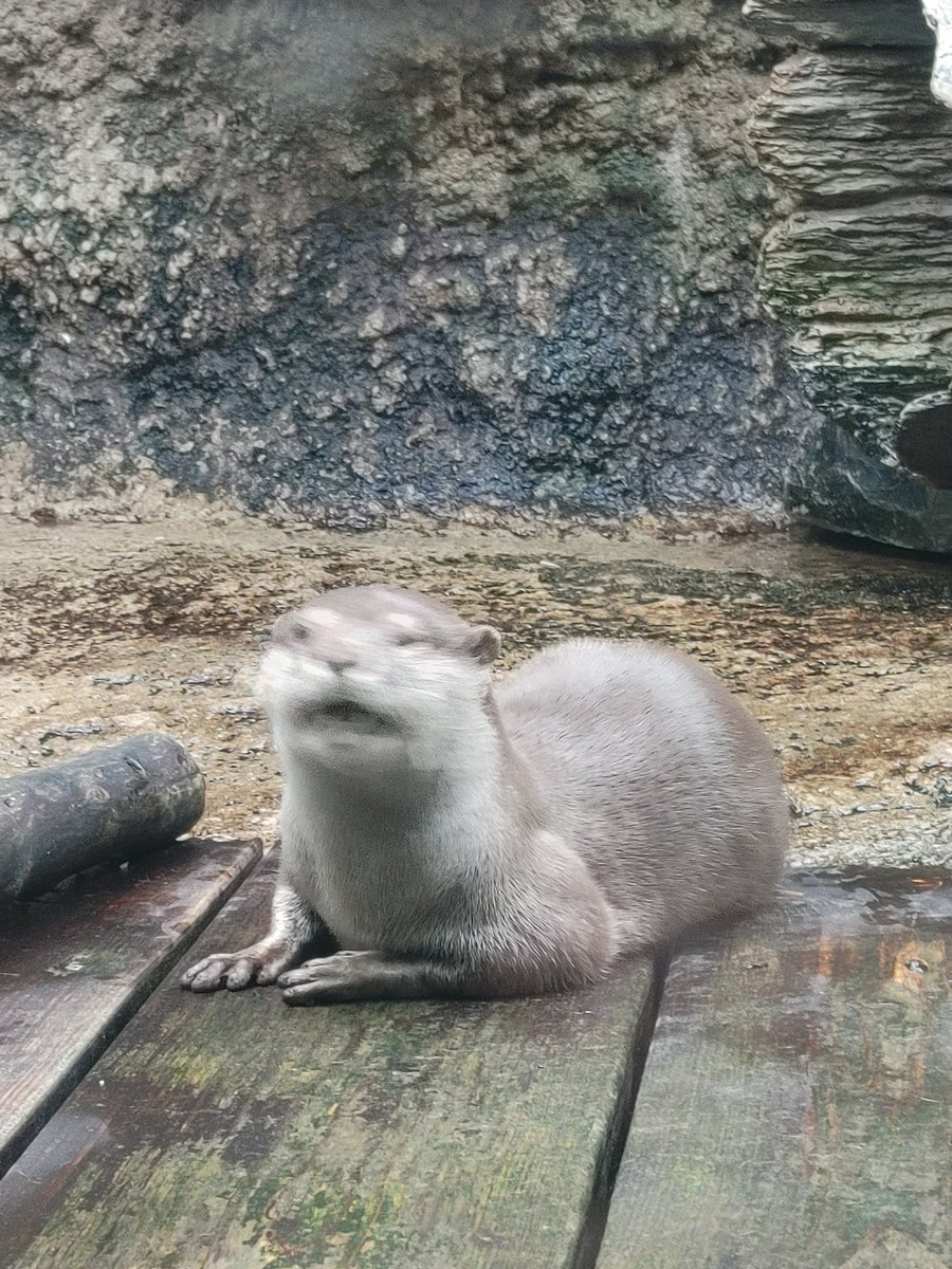 Fu7Noffuru's tweet photo. 迫り来るｶﾜｳｿｯﾇ https://t.co/RUTx0ZEprs