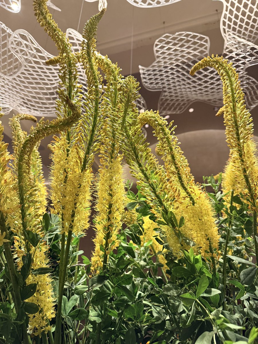 MBenzJ's tweet photo. Beautiful florals display @crescent_hotel https://t.co/nb8mnKLnmw