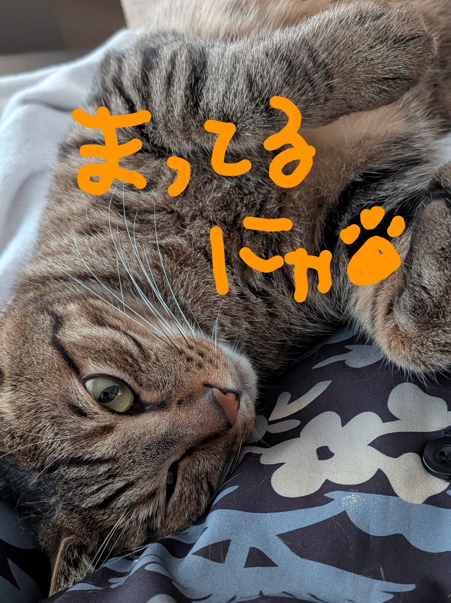 eclair_0617's tweet photo. んばんはっ！！🍻🌙
本日も日本橋店、20時スタートです！✨️

Aゆかこ
Cひな
C23いいな(梅田)

最近久しぶりの方にお会いすることが多くて
とっっっても幸です💘

本日も皆様のご来店
心よりお待ちしております🙂‍↕️ https://t.co/nzdkibh1vv