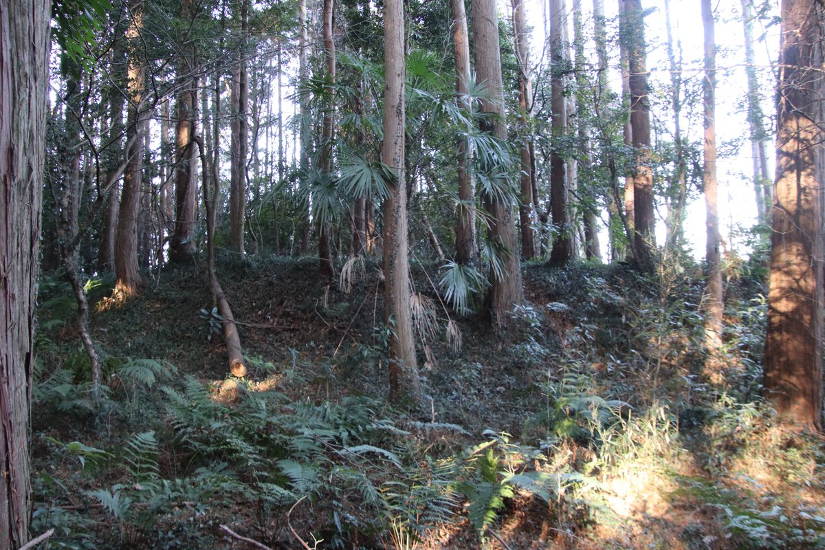 shngot1130's tweet photo. 茨城県小美玉市の宮田城出城
2026年1月の訪城
小美玉市やすらぎの里小川のある丘陵の西側突端が城址です。堀切と単郭の曲輪の単純な作りです。 https://t.co/kZNP6P7kKJ