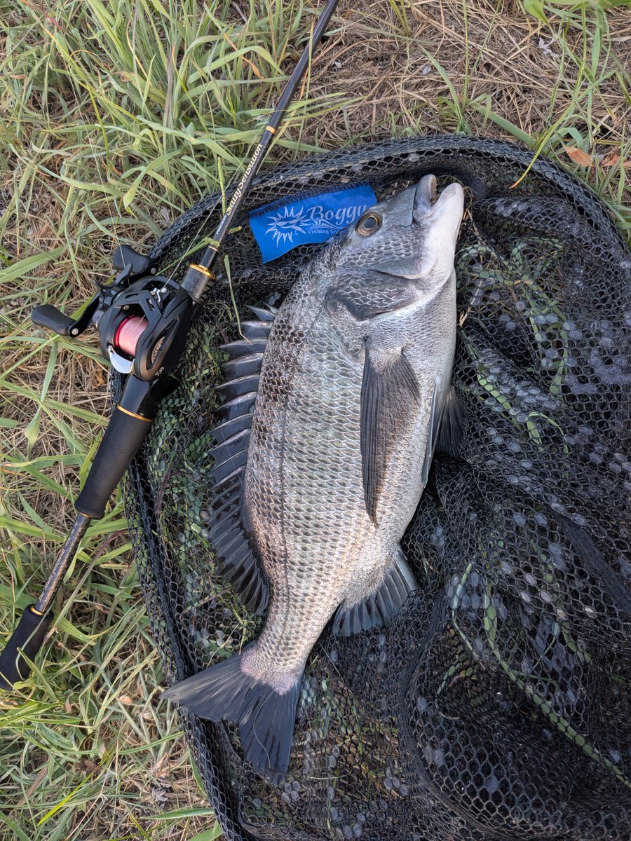 turix2fishing's tweet photo. 暑いし夕方薄暗くなったら老眼発動するし困りますわ

山口山陰チニング https://t.co/IVUp0CktjV