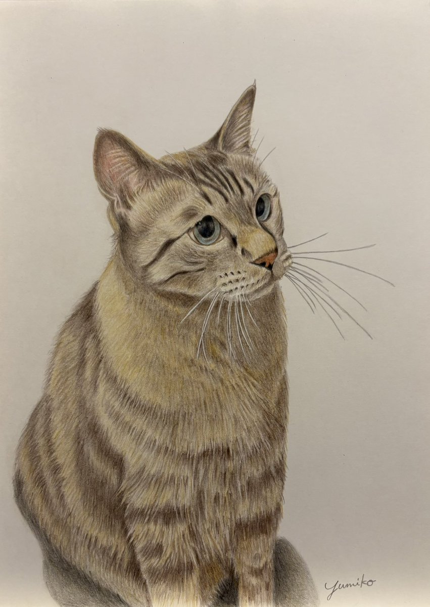 coconancocoa's tweet photo. 新作できました。
我が家のなぎです。
シャムミックスで保護猫です。

デッサンは似ないし可愛く無いしでトレースしました。
もっと塗り込みたいような、このくらいがいいのか…わからないです。
鉄筆は使わずヒゲも白抜きしました。

ポリクロモス色鉛筆
A4サイズkmkケント紙

#色鉛筆画 https://t.co/YSVNjwuNWJ