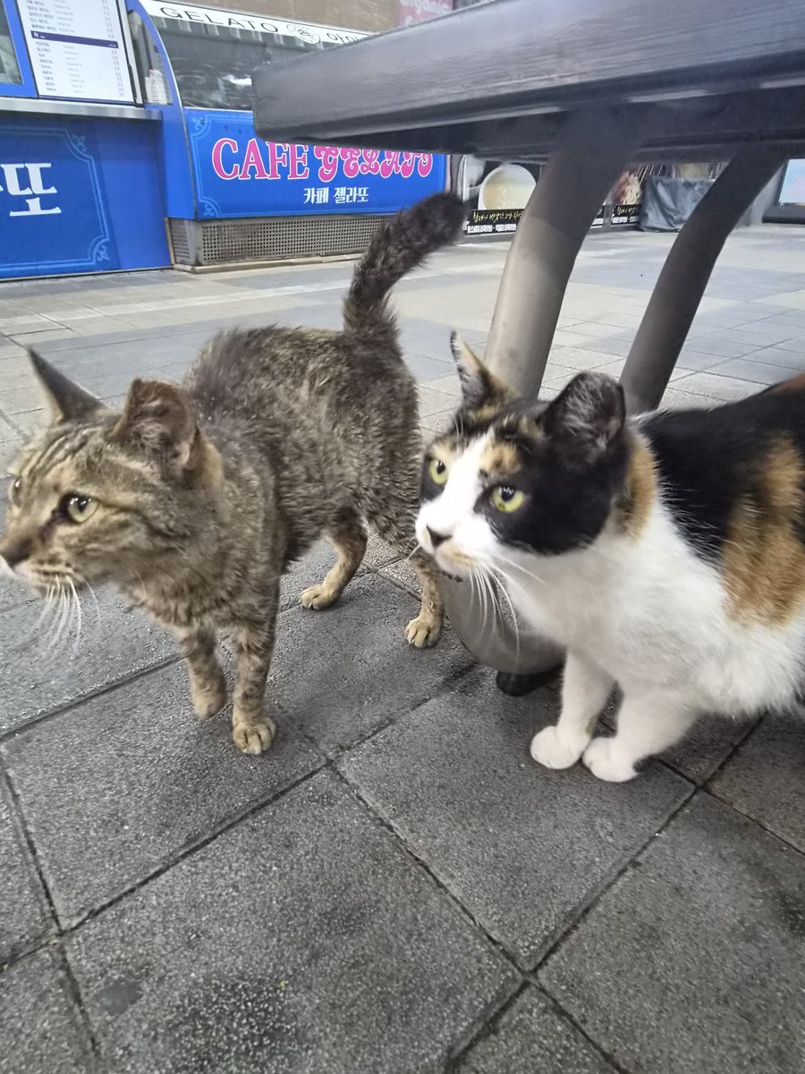 koneko_104's tweet photo. 길냥이 봤어 https://t.co/ehEFtv5Awf