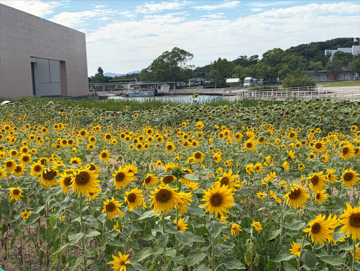 otoha_netai's tweet photo. 🌻 https://t.co/q5jSQm1GxO
