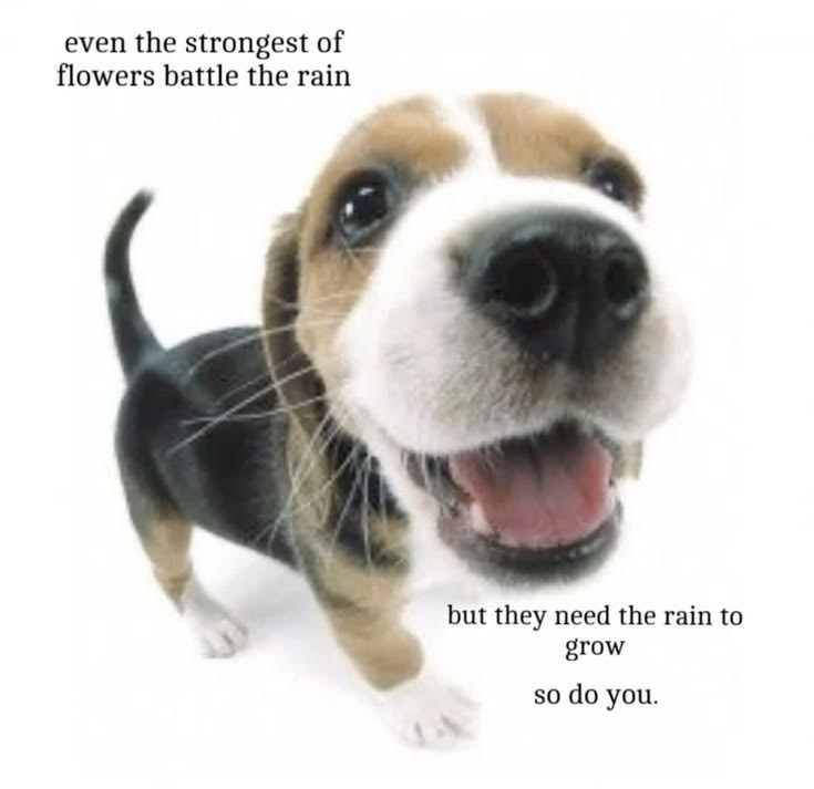 DoggyPosting's tweet photo. https://t.co/f8Vuw7RtP8