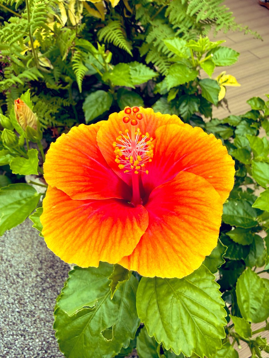 halhal0116's tweet photo. 夏花が咲いた。 https://t.co/ke1a4DslvS