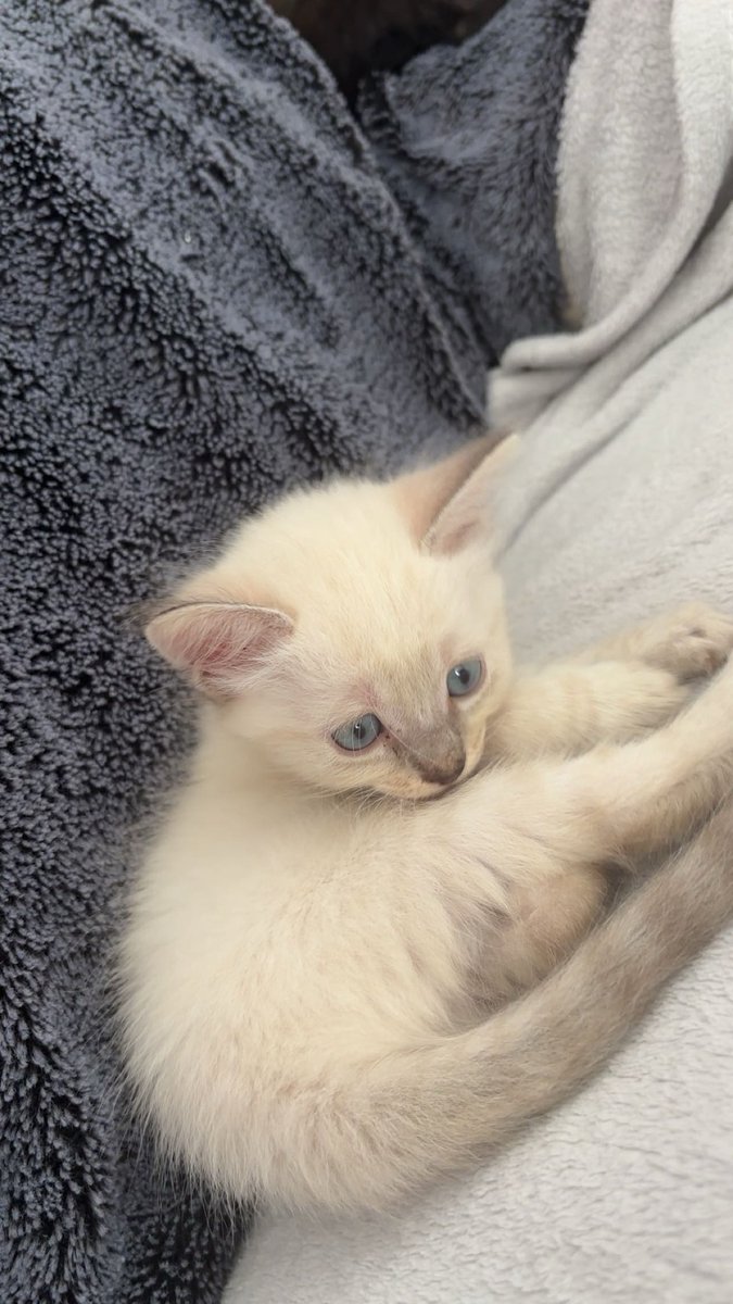 plskkd's tweet photo. j’ai un bb chat 🥹🥹 regardez Bianca https://t.co/OCvgGbAtkB