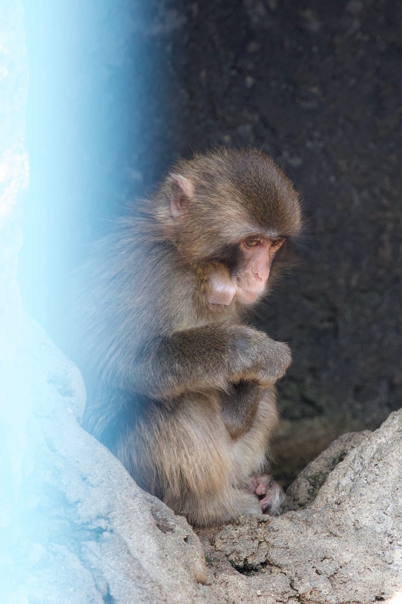 Tweety_R_25's tweet photo. 20260802

パンチくんの可愛い真四角ほおぶくろ

#市川市動植物園
#がんばれパンチ
#がんばってるねパンチ https://t.co/aEOJnfmKQU