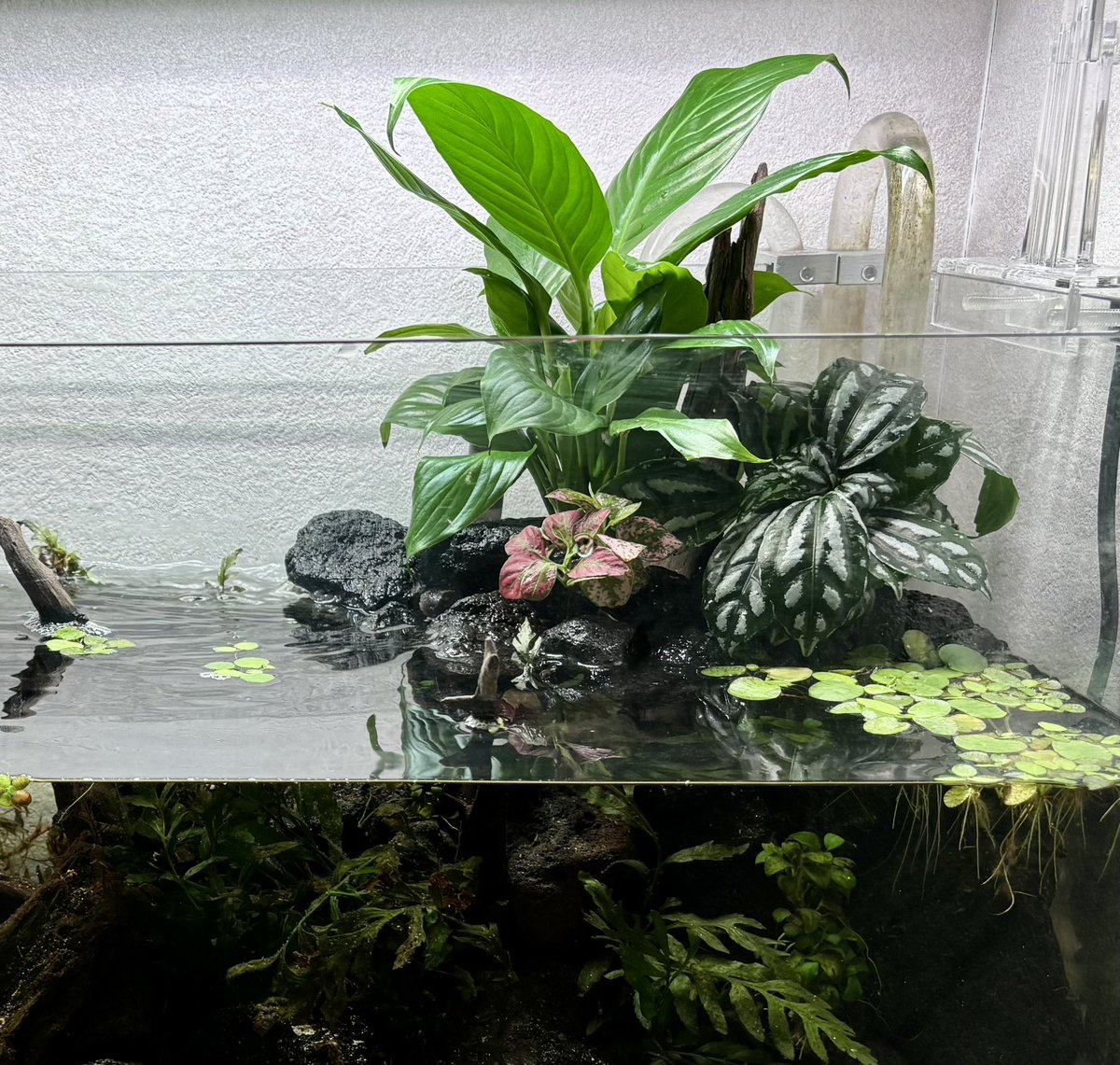 Akuto_dig's tweet photo. アクアテラの水上部分はこうなった
スパティフィラムは前回の写真よりも奥側に配置
DAISOで購入したヒポエステスとピレアを手前に配置。
トキワシノブが欲しいんだけどDAISOにも近くのホームセンターに置いてなくて、近々遠くのホームセンターにでも見に行ってくるかなー。 https://t.co/PauljRaeHt