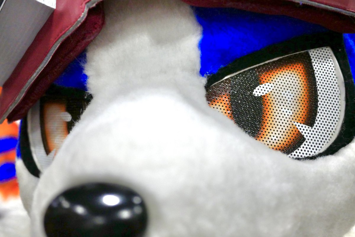 5groo5's tweet photo. ようやく初めましてできたアキラくん〜
小柄でもっちもちで他の兄弟よりも短い尻尾かわいいね
お写真はどのキャラもだいたい2パターンいただくんですけど、アキラくんは唯一しゃがんで見上げポーズしてたのがあざと可愛くて良かった

#OFFF2026 https://t.co/Vs3ER57OPu