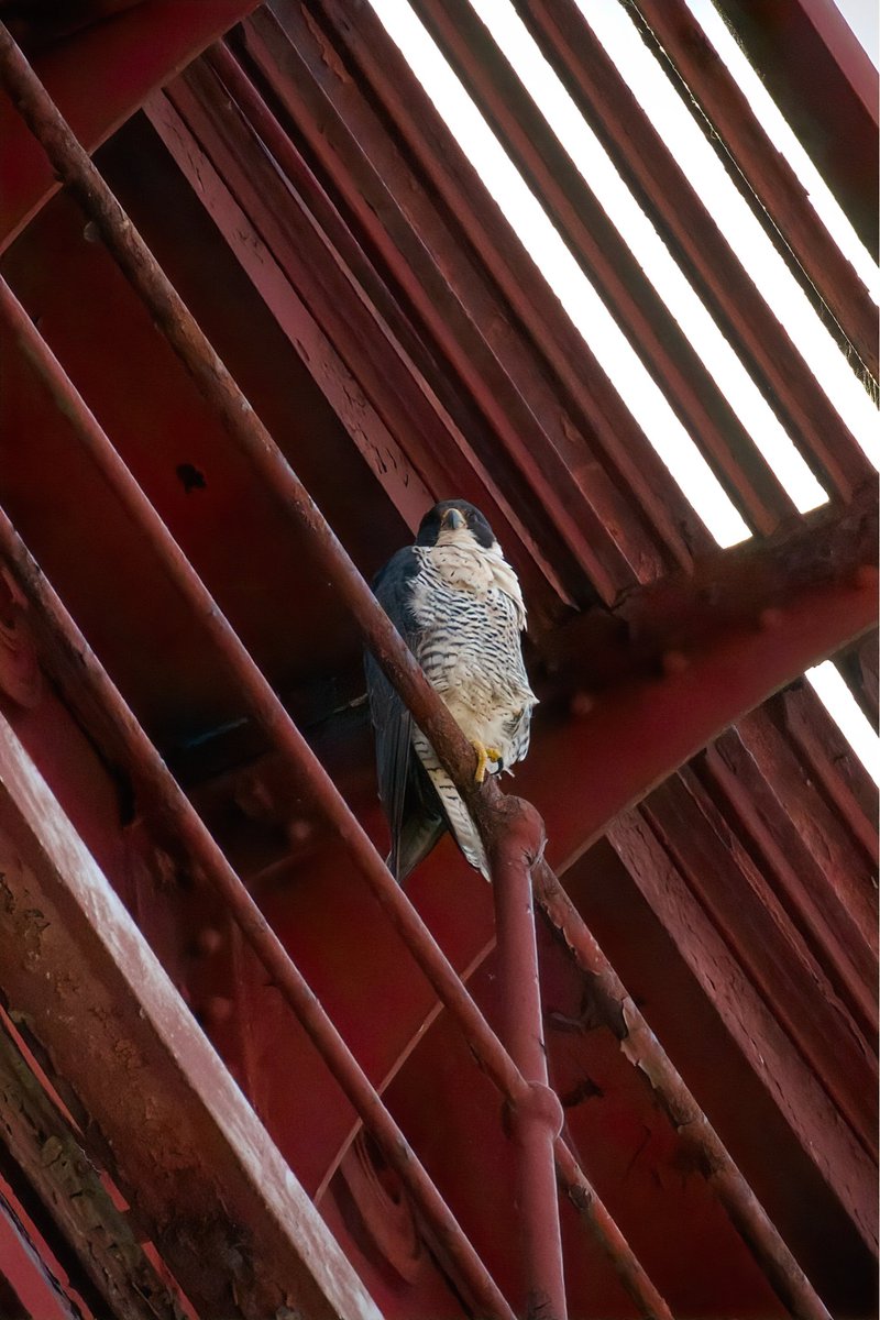 rem0te_jet's tweet photo. Today’s sightings https://t.co/l1isZRqwtr
