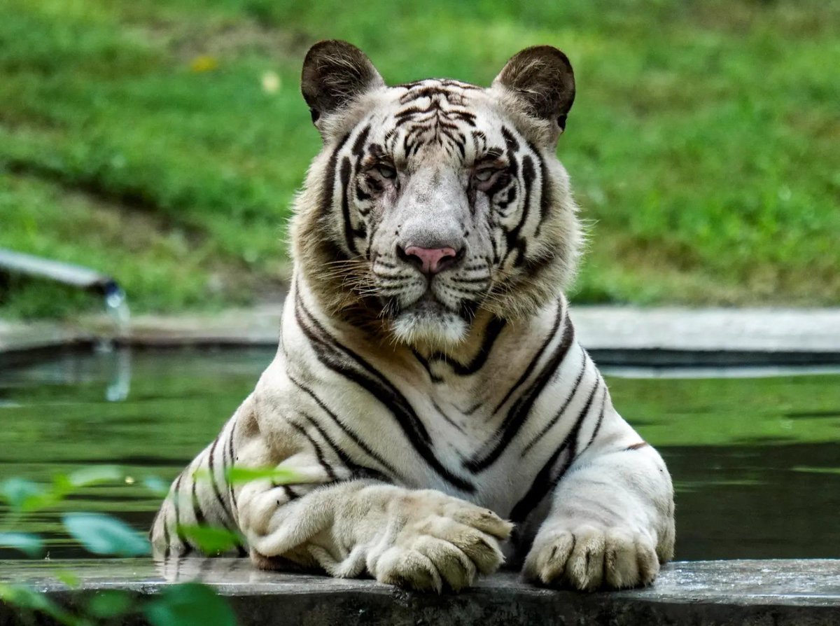 timesofindia's tweet photo. #InPics | Monsoon brings welcome relief to the National Zoological Park in New Delhi as a white tiger cools off in a water body, elephants enjoy the rainy weather, and a peacock takes flight in a vibrant seasonal display. 🌧️🐅🐘🦚

Stay ahead with real-time updates on the TOI App 👉 https://t.co/ogFaRsVinV

#Monsoon #DelhiZoo #WhiteTiger #Elephants #Peacock #Wildlife #Nature #NewDelhi #RainySeason #Photography