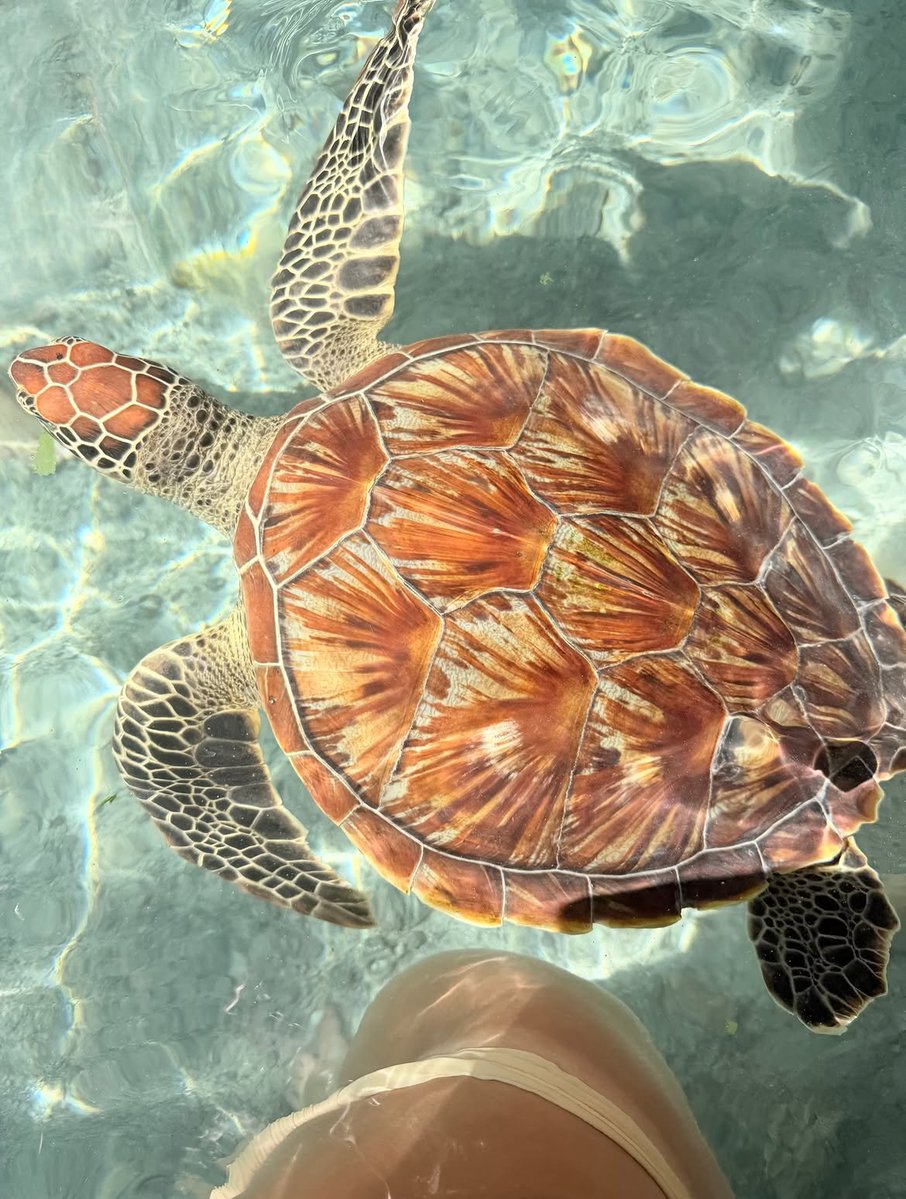 Gr_aa1's tweet photo. An experience to tick off the bucket list 🐢🐢 https://t.co/1a7sbusd0k