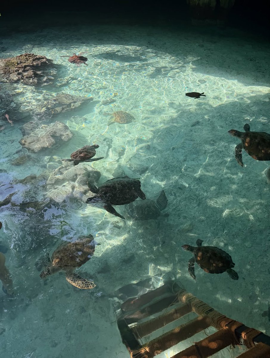 Gr_aa1's tweet photo. An experience to tick off the bucket list 🐢🐢 https://t.co/1a7sbusd0k