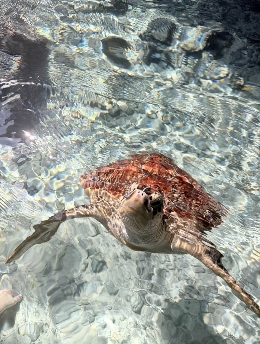 Gr_aa1's tweet photo. An experience to tick off the bucket list 🐢🐢 https://t.co/1a7sbusd0k