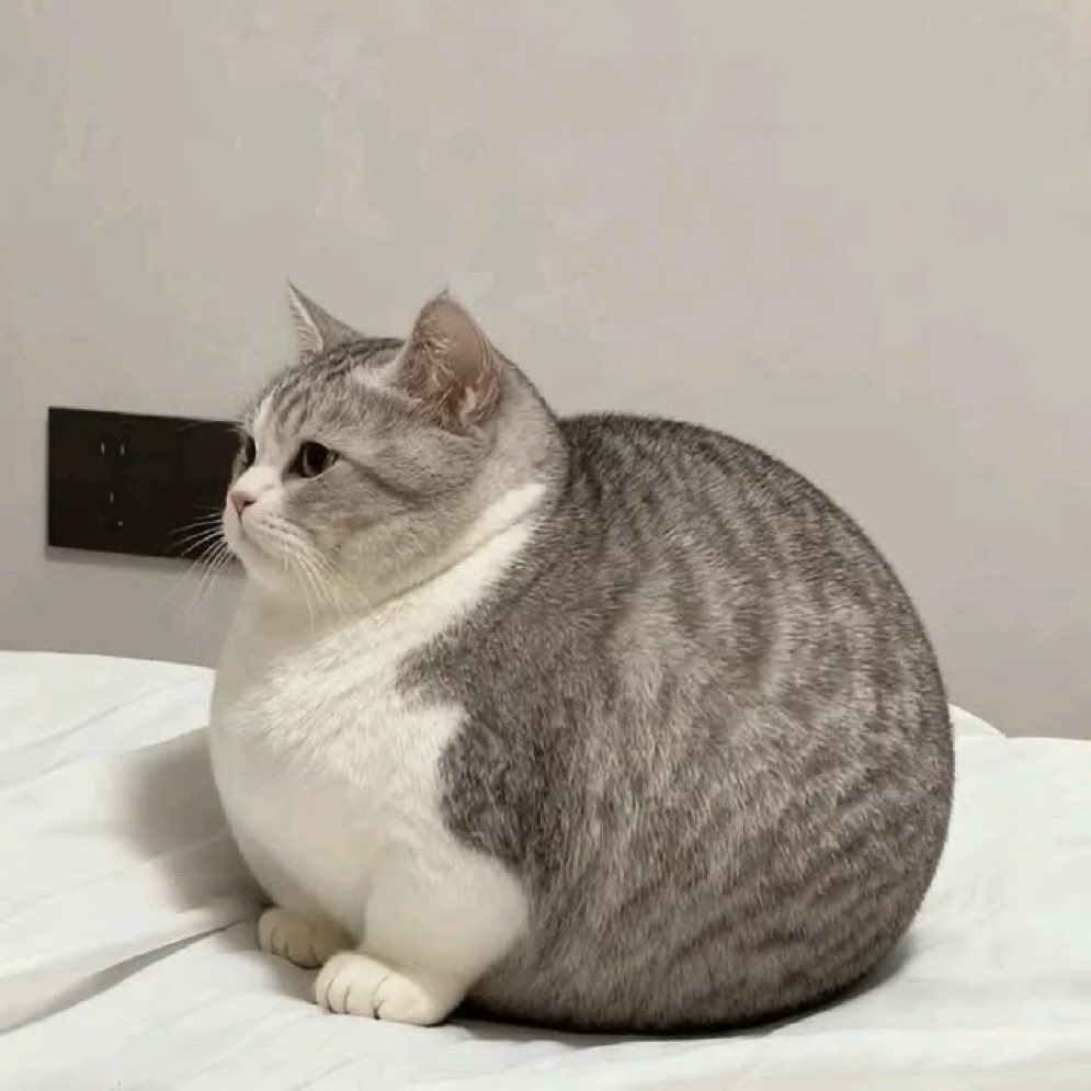 present_sub5's tweet photo. かつてないほど真ん丸な猫、見つかる。 https://t.co/weMgIUVp3a