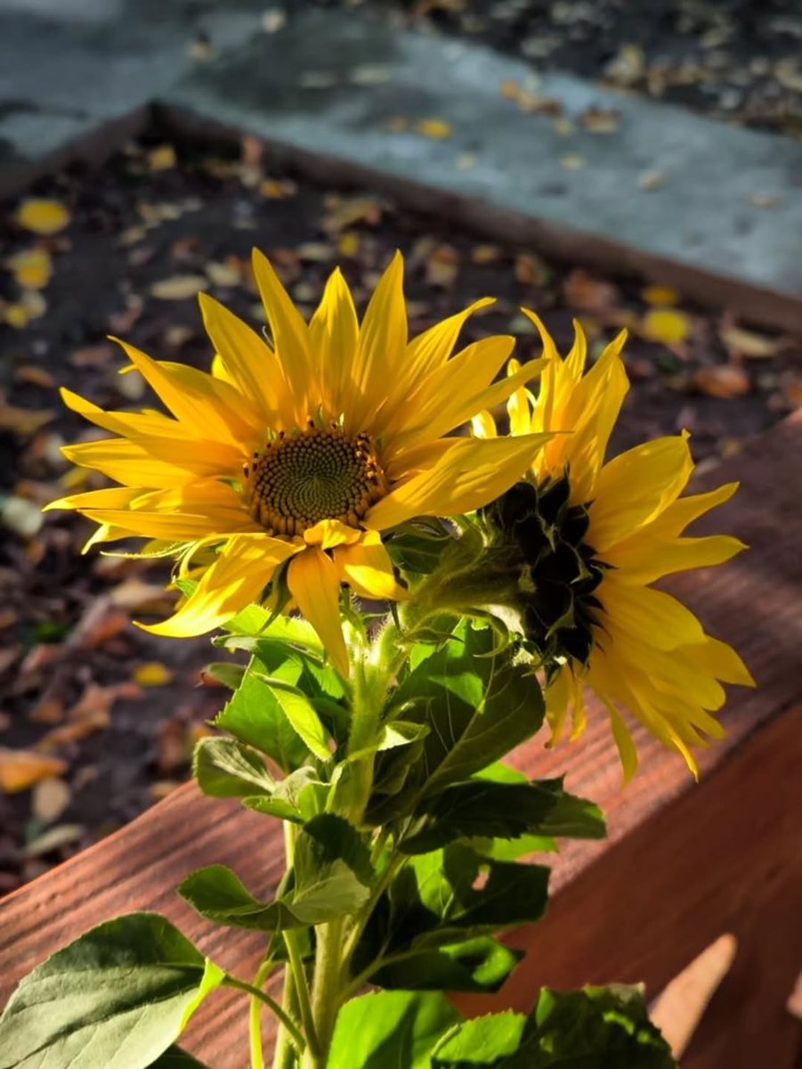 Solara786's tweet photo. Pretty 🌻 https://t.co/tQjABgw1Nd