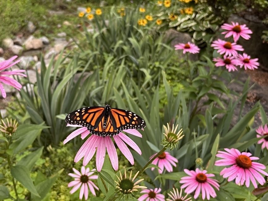 BlacksWeather's tweet photo. Spotted this Monarch butterfly yesterday on some echinacea in my garden. A Rainfall Warning is in effect for Ottawa today. Rain, heavy at times (30-50mm locally) with a risk of thunderstorms. High 23°.  More rain or thunderstorms overnight into early Monday. Low 17°.  High 25°. https://t.co/kl8GUHq8xP