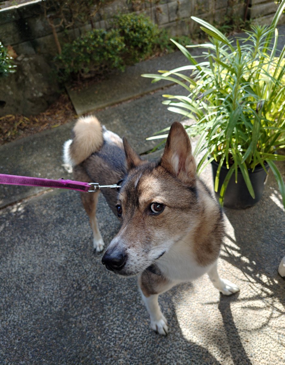 slamieho's tweet photo. キツネさん痩せとったなあ🦊😢
また会いに来てな🌱 https://t.co/W2C1t3bruI