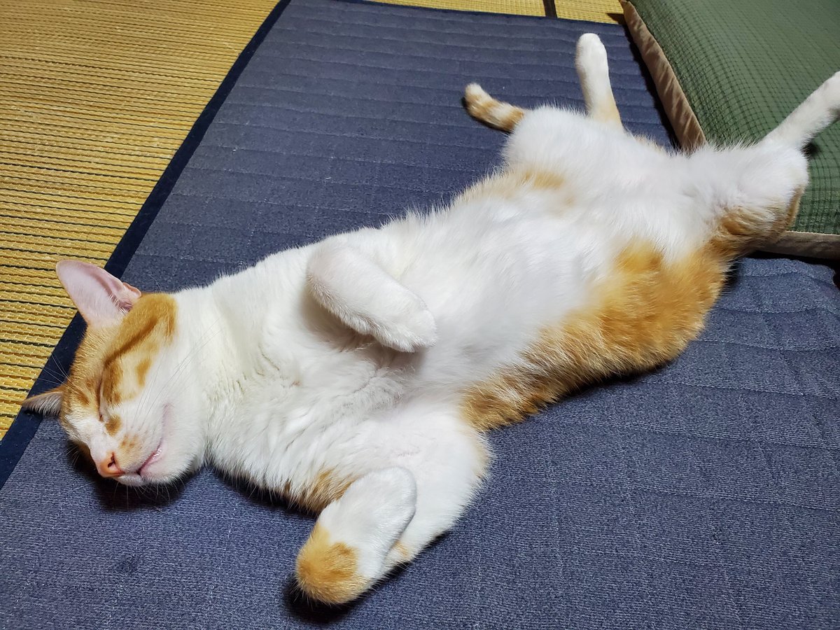Cyobi_wan's tweet photo. くつろぎすぎだよね

#茶トラ白 
#ねこのいる幸せ https://t.co/pVDjUInFK0