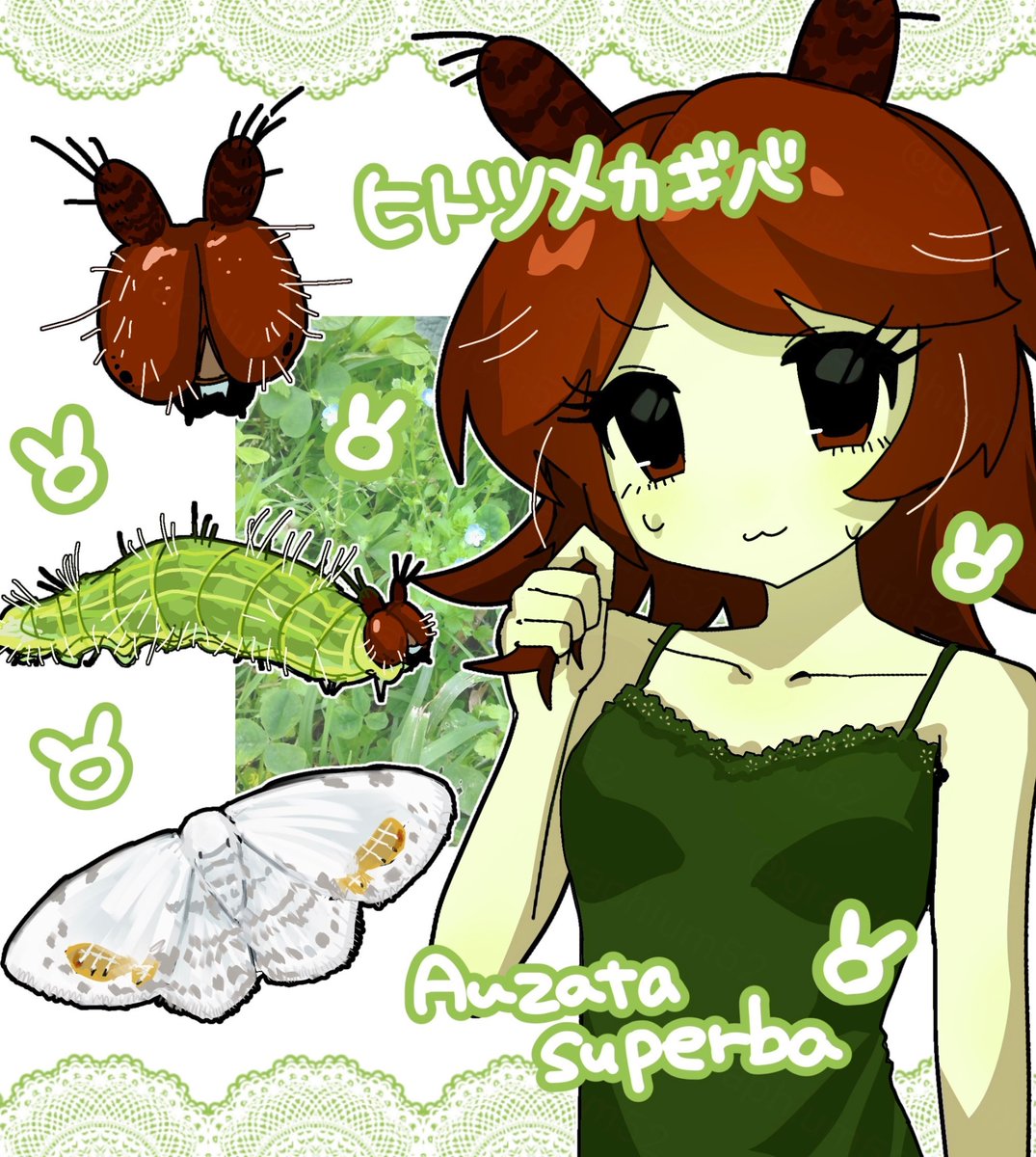 graphium542's tweet photo. ヒトツメカギバ🐰🐛
#バニーの日 https://t.co/2ksOErkkZz