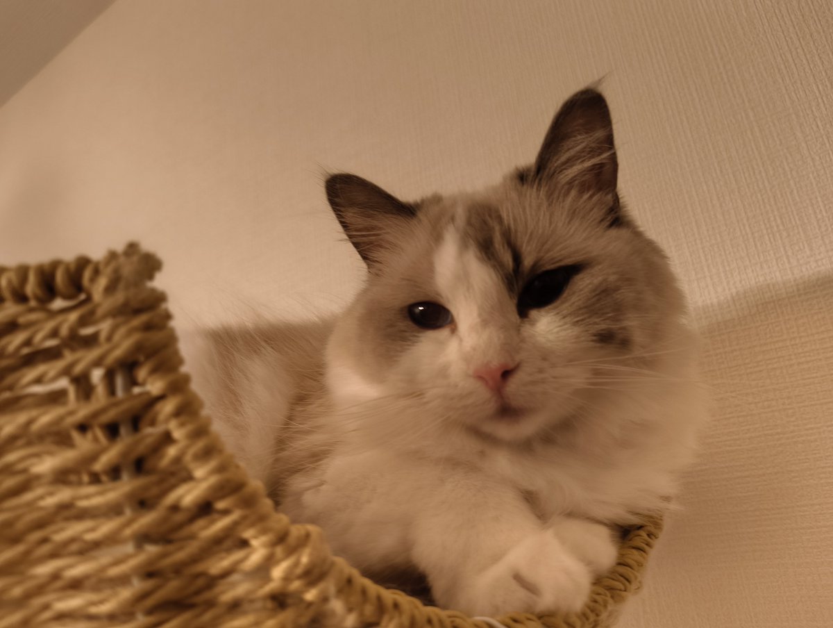 pogu_016's tweet photo. 甥っ子たちが帰ったあとのお疲れぽぽさん https://t.co/8TYvmxkjxy
