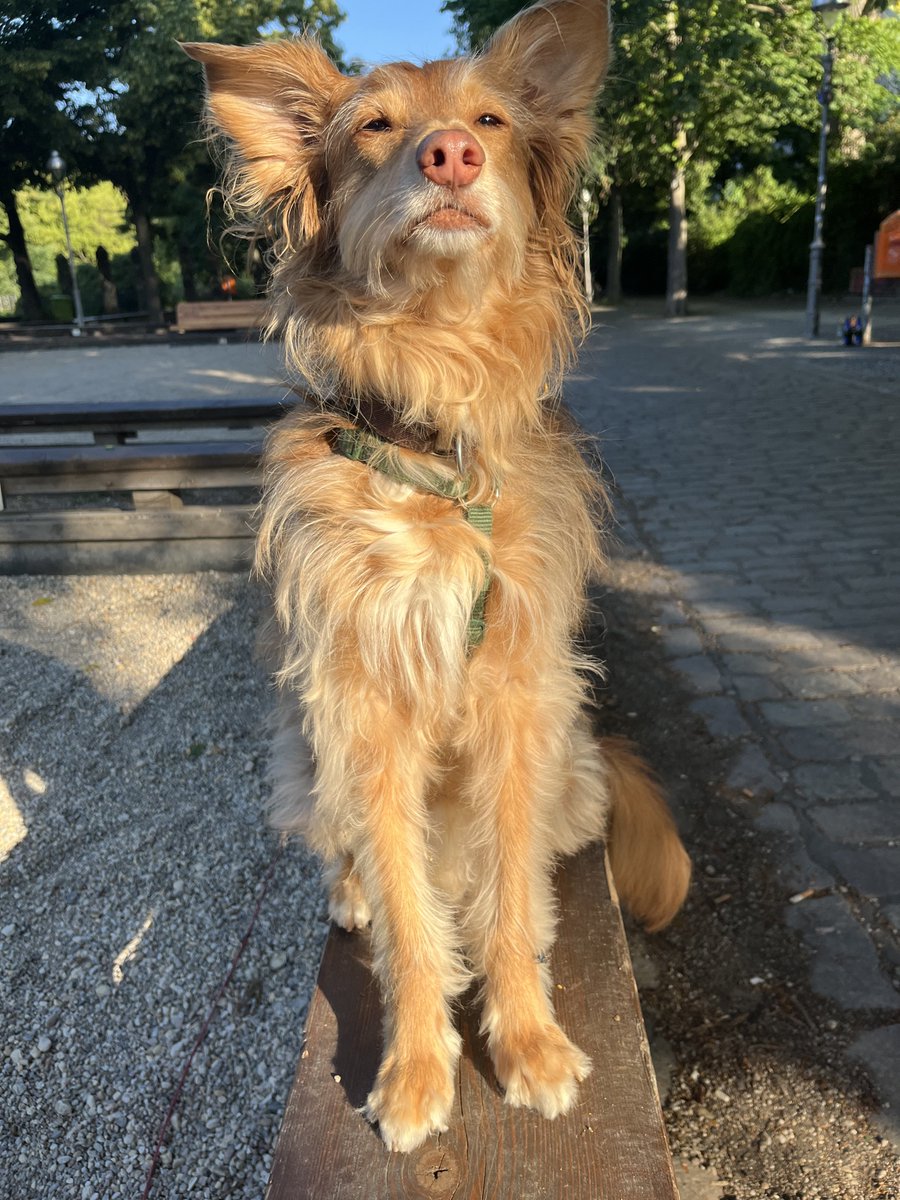 JirjiBer's tweet photo. @gerhard_zeiler wuff https://t.co/vc0okTOZHU