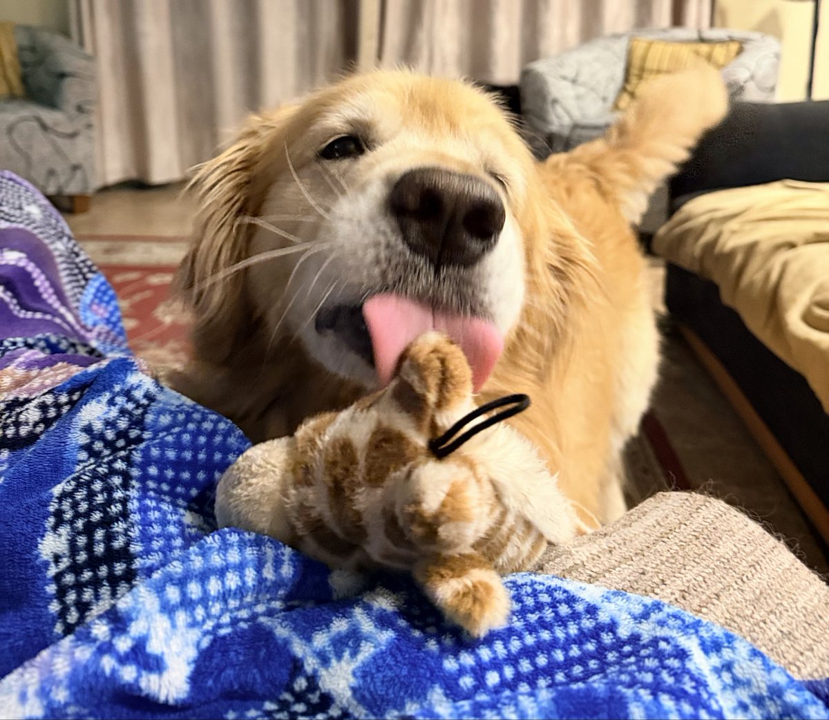 SamTheWiseSays's tweet photo. Love This Dog So Darn Much🥹
Sam wishes you all happiness and kisses today with a Boop &amp; a tail wag for good measure❤️🐾 https://t.co/GGNnvc6fs9
