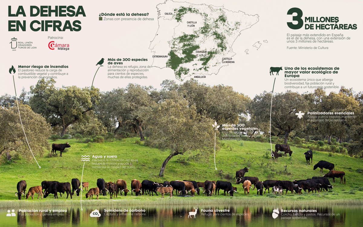 Toroslidia's tweet photo. Seguro que esto no lo sabías.
El Toro Bravo guardián de la biodiversidad.

Patrocinado por @Camara_Malaga https://t.co/9XgP2r5cRX