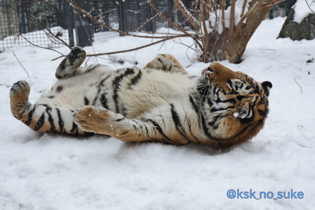 ksk_no_suke's tweet photo. 今、トートみたいに雪の上で寝転んだら気持ちいいだろうなぁ～❄
📷2022.12
#円山動物園 #アムールトラ #トート https://t.co/kFqi6Z5vOV