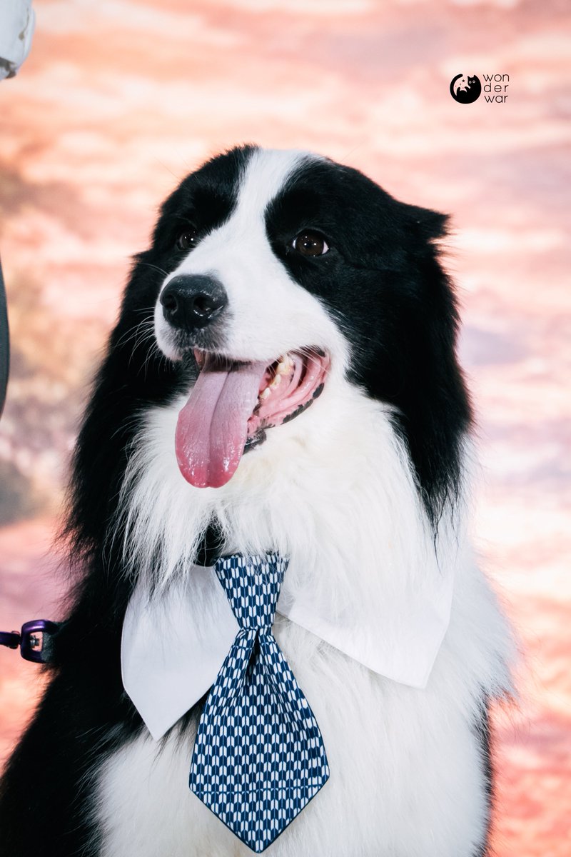 VVonder_War's tweet photo. ☼

                                              👔

                                                ∞

020826

#wonderpic_YW_2026
#sammerbcollie
#VIFxYWZSPetexpo https://t.co/47pzq7uqEE
