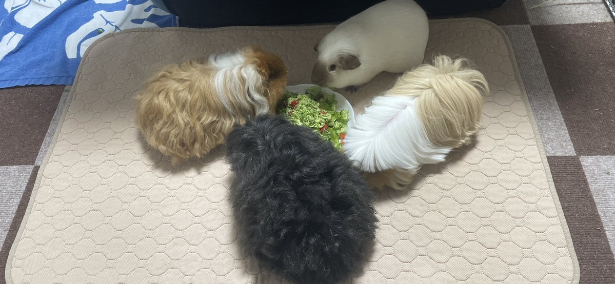 Hirumoru11's tweet photo. なんか今日、
変な形で食べてるなーと思ったら
ギュッとなって、
ミルお姉ちゃんが「どういう状況！？」
て顔してる🤭

#モルモット https://t.co/3K0b9ZfHUi