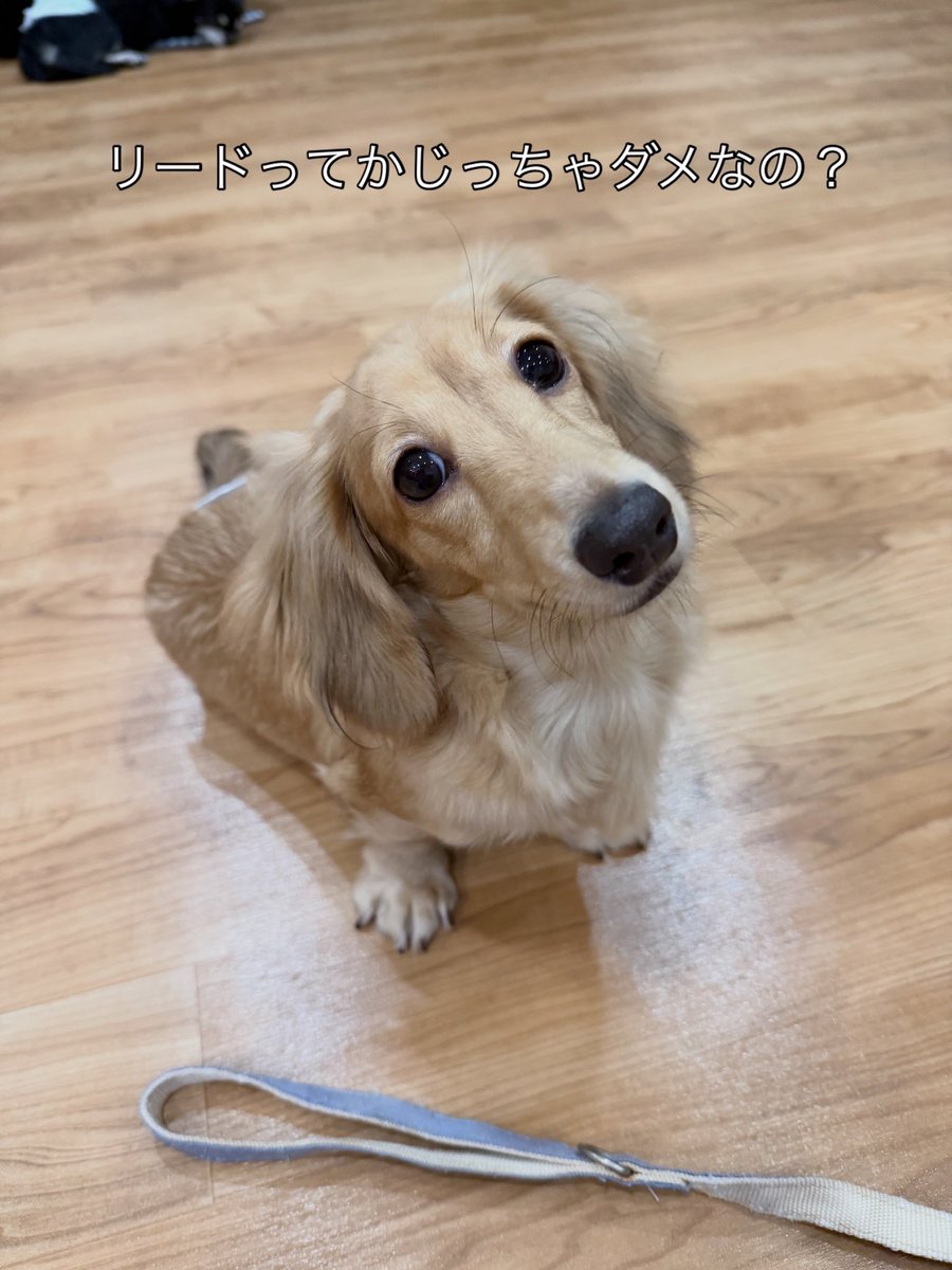 hogokensakai's tweet photo. #里親募集
📛あまみつ
2026.1.1生まれ/7ヶ月/女の子
#ダックス/3㌔
※心雑音があります

あっちをかじり、こっちをかじり
走って跳ねてワンプロして
疲れたらベッドやお膝で爆睡しちゃいます😴

先輩ワンやお客様に可愛がってもらって
人見知りも犬見知りもなくやんちゃ娘に育ってます😆

#譲渡会 https://t.co/TaTgPLT9hN