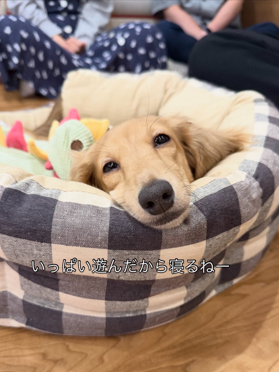 hogokensakai's tweet photo. #里親募集
📛あまみつ
2026.1.1生まれ/7ヶ月/女の子
#ダックス/3㌔
※心雑音があります

あっちをかじり、こっちをかじり
走って跳ねてワンプロして
疲れたらベッドやお膝で爆睡しちゃいます😴

先輩ワンやお客様に可愛がってもらって
人見知りも犬見知りもなくやんちゃ娘に育ってます😆

#譲渡会 https://t.co/TaTgPLT9hN