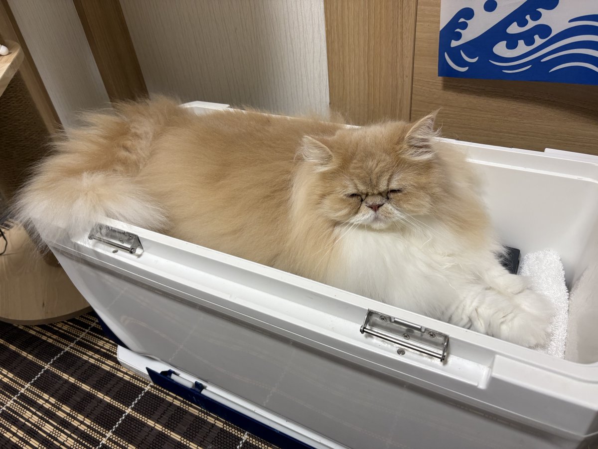 Coolerbox1Cat's tweet photo. 眠たいにゃ……。 
Sleepy. 
#ねこ #猫 #猫写真 #猫好きさんと繋がりたい #クーラーボックス #爺顔猫 https://t.co/Tw4TUpGLya