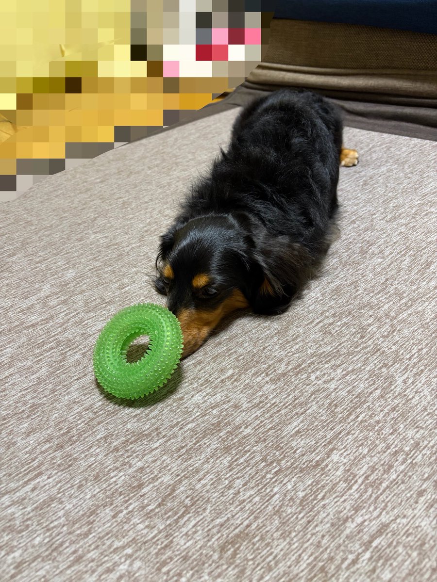 makofxj's tweet photo. 出かける準備なんもかんも終わらせたのに
この時間に予定なくなった🫠

飲みに出ようかなと思ったけど我ホームも定休日🥲

退屈やー！

とりあえずご飯食べようかな😞

多分チビ王子とまったりして終わる日曜日🐶 https://t.co/DhDskpziYr