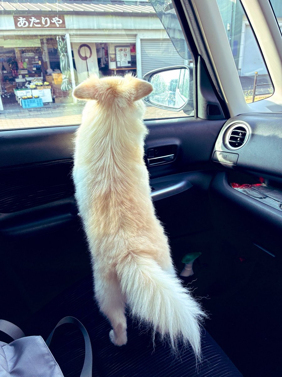 sinn_656's tweet photo. 早朝🏯🚶‍♀️🐕
先週イッヌが血尿が出して病院で膀胱炎と診断された。病院では大暴れしたもののエコー検査で石は無さそうで細菌性のものではとのこと。とりあえずストレスや尿管結石ではなさそうで良かった✨
元気に過ごしてほしい🙏 https://t.co/14ik5J8hQR