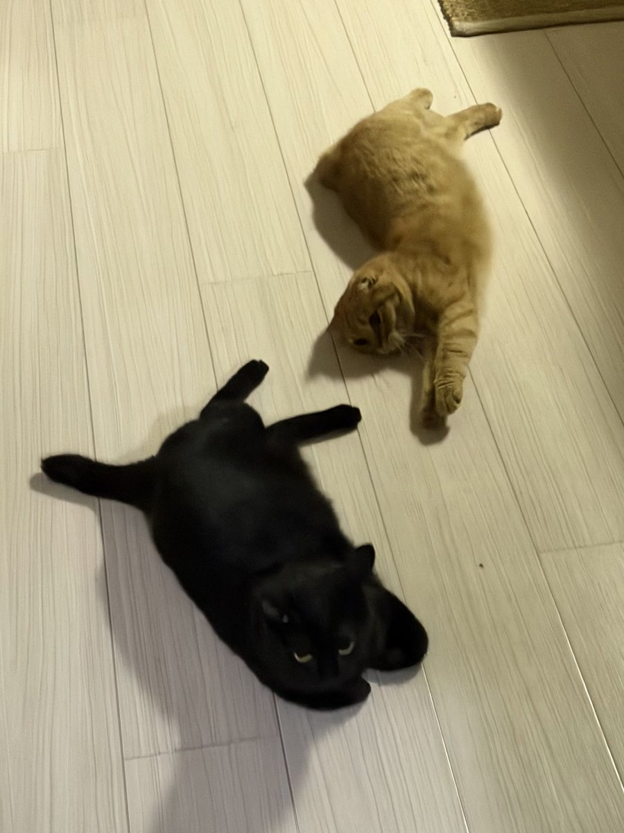 hiro_cat_mrym's tweet photo. 今日も暑かった🥵夜になっても30度越え‥‥猫たちは床でゴロリン🐈‍⬛🐈 https://t.co/Qz1ZvvpHxy