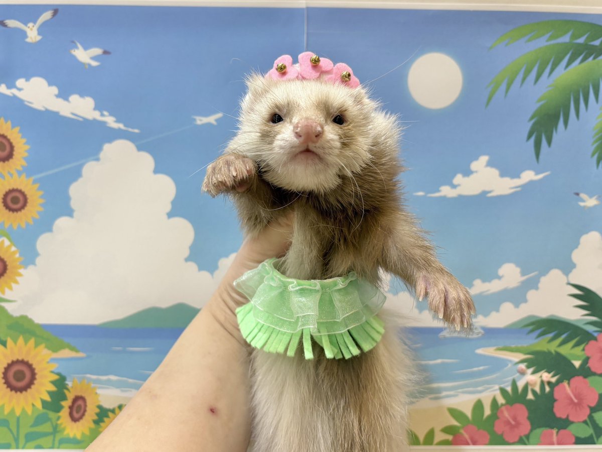 nettai_club's tweet photo. 本日からのお風呂コスプレ公開っ💁‍♀️

アロハ〜な南国気分🤙🌺
初めて体に装着するタイプの腰みのも作ってみました♪

お気づきの方もいらっしゃるかもしれませんが、今話題の映画をオマージュさせて頂きました🥺ﾀﾝｻﾝ…
みんなで島へ討伐に行きましょう！

#熱帯倶楽部吉祥寺店のお風呂に行こう https://t.co/rjb3MoM1Cd