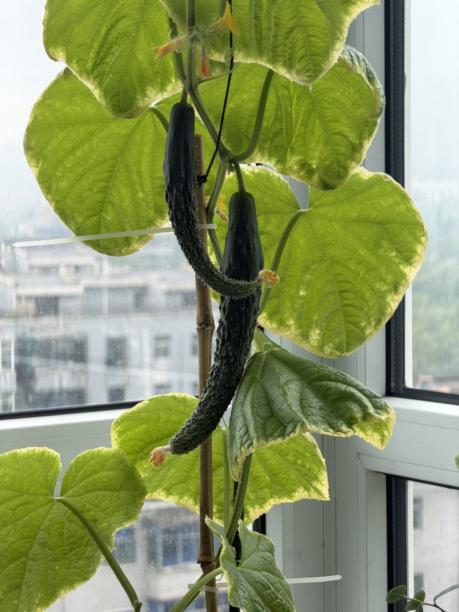 Zj199602's tweet photo. 第一次知道黄瓜🥒可以长得这么快，两张照片才隔了一周时间。 https://t.co/CpOA0wn9Cf