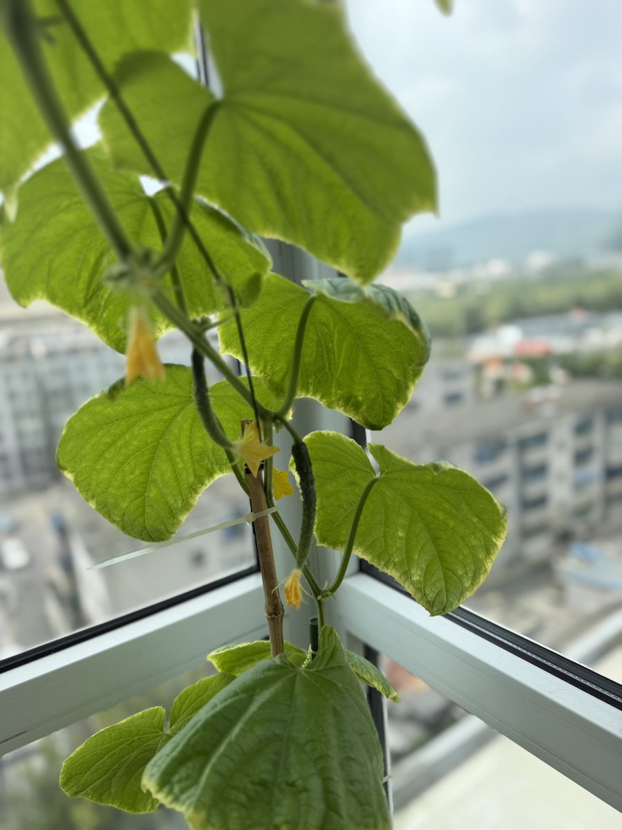 Zj199602's tweet photo. 第一次知道黄瓜🥒可以长得这么快，两张照片才隔了一周时间。 https://t.co/CpOA0wn9Cf