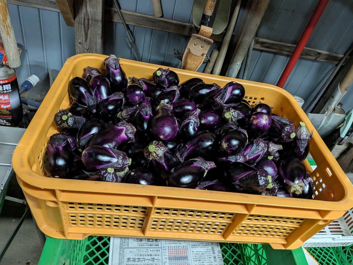 bunkefarm's tweet photo. 今日も…農魂💪

今日はね…半日、お世話になってる方のジャングルになった庭の💦
綺麗にするのは4日かかるけど、とりあえず、歩く動線をね🙆🤔

ヘタ紫の種取りの為に育ててるこの子…そろそろかな、切って少し熟成させて

出荷ナス…時間なくて、夕方採りじゃなく、夜採りしました💦 https://t.co/7bx2s4qXHG
