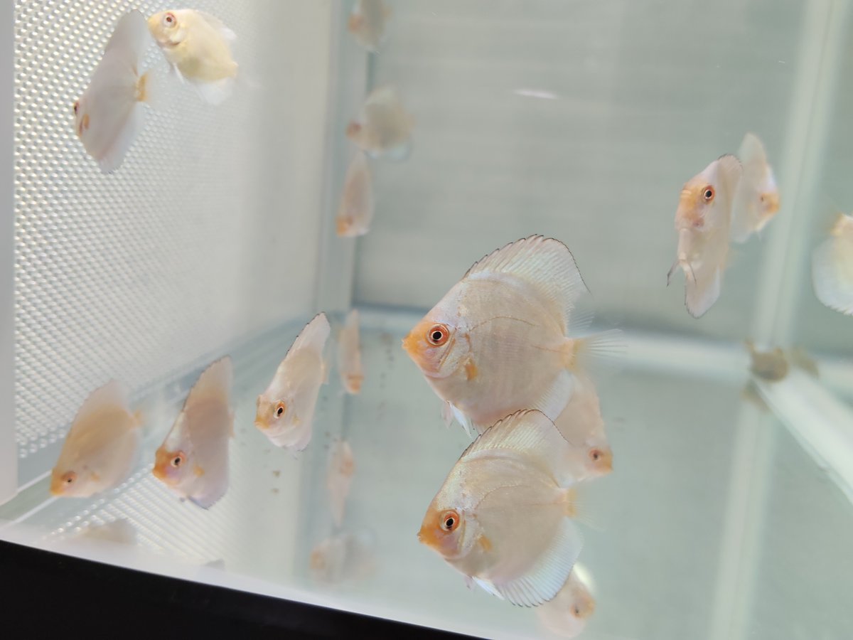 ryudiscus's tweet photo. この「ひしがた」が理想形〜
このサイズまでの、育成方法は、ある程度ですが、確立できてきたかな．．

#ディスカス
#discus https://t.co/Gd2gDAeQUl