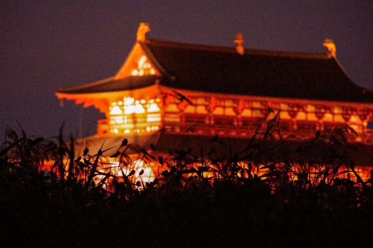 soo_ty's tweet photo. 大極殿を背景にすると、ねぐら入りしたツバメ達がよく見えました😊
この時はまだヨシ原がざわついていましたが、間もなく全く鳴き声がしなくなりました😌 https://t.co/SqzuoOmFkm