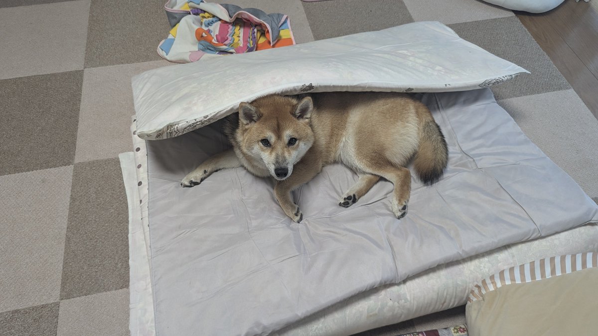Riia_11's tweet photo. やっぱうちの犬かわいいな https://t.co/OpWEFG4WRB