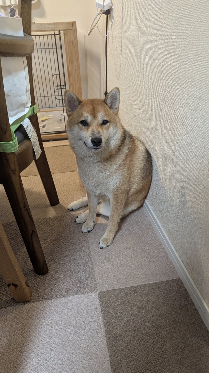 Riia_11's tweet photo. やっぱうちの犬かわいいな https://t.co/OpWEFG4WRB
