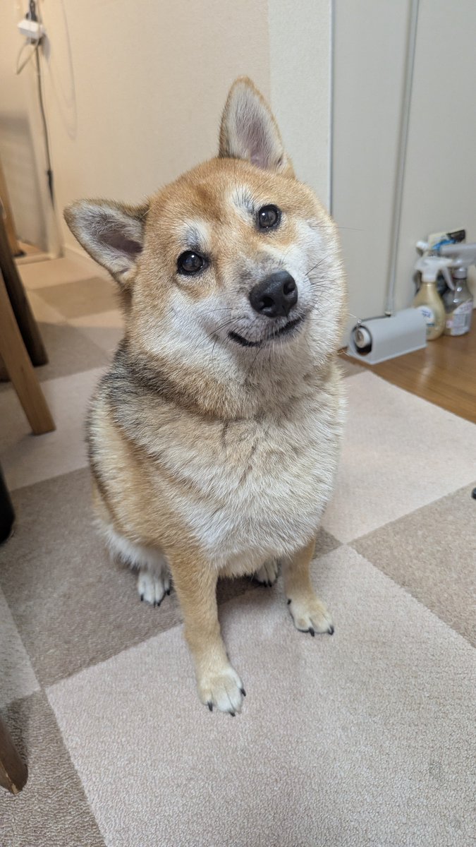 Riia_11's tweet photo. やっぱうちの犬かわいいな https://t.co/OpWEFG4WRB